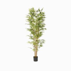 Бамбу (Bamboo)