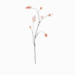 Аутумн (Autumn)