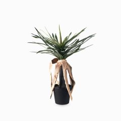 Дракаена (Dracaena)
