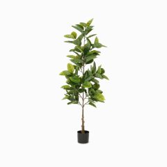 Фикус (Ficus)