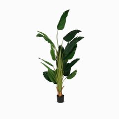 Банана Три (Banana tree)