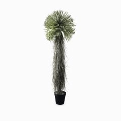 Юкка (Yucca)