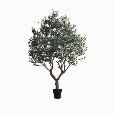 Оливе Три (Olive tree) — в интерьере